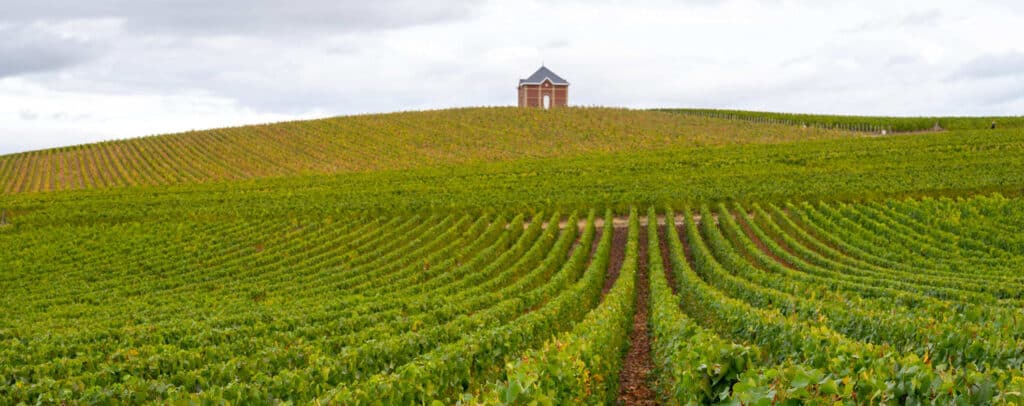 Vineyards in Côte des blancs, Champagne region of France, next to Epernay